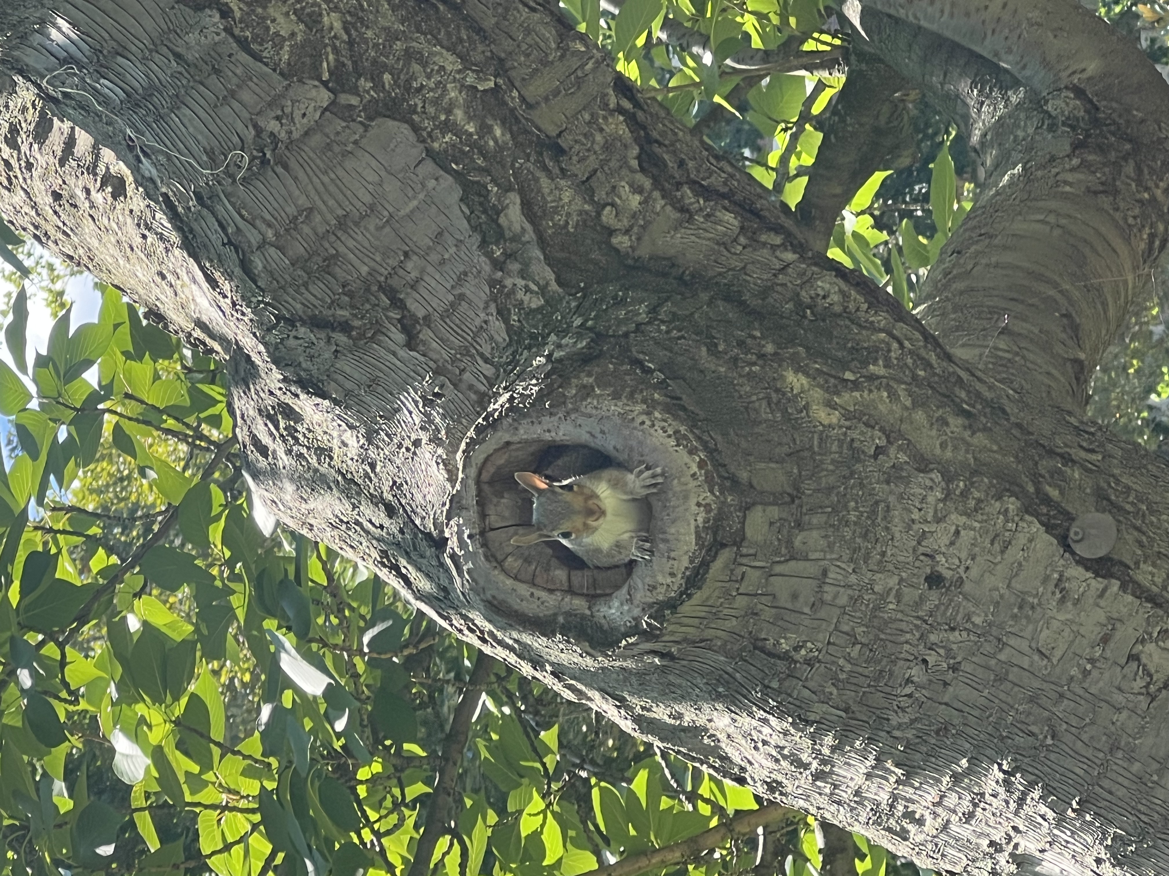 Squirrel in the tree in front of math department